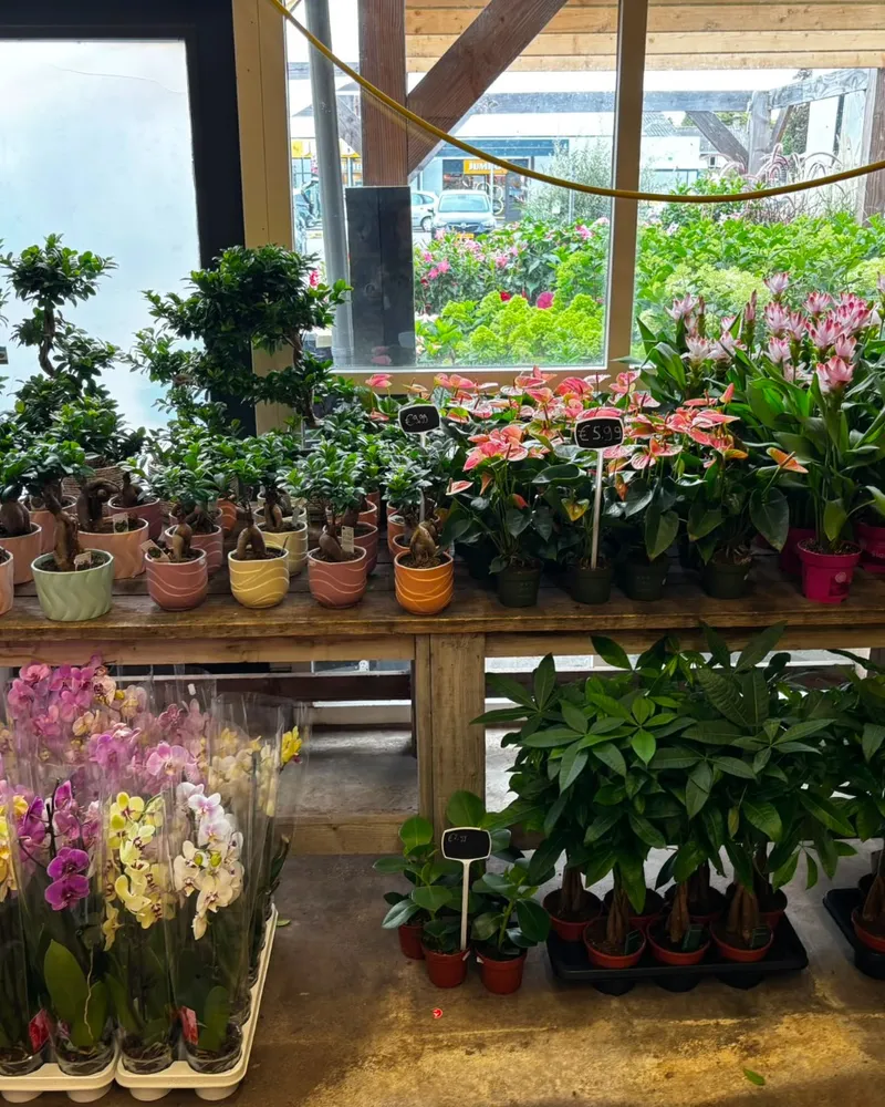 Orchideeën, anthurium en bromelia op de houten tafel in de winkel