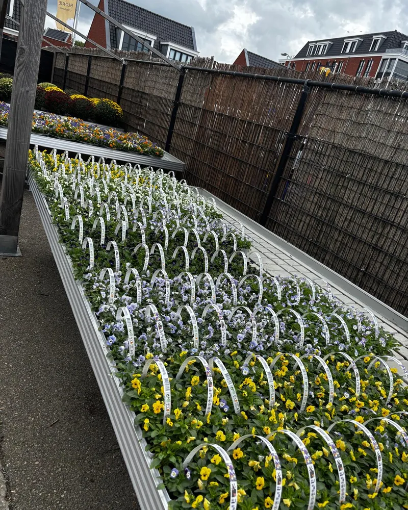 De lange tafels buiten met violen in paars, geel, wit en oranje
