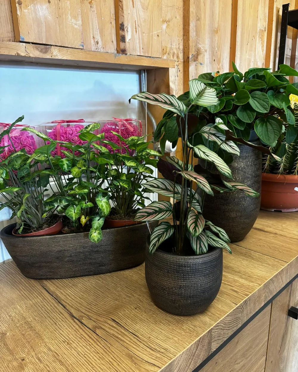 Opgemaakte plantenbakken in keramiek op de toonbank van de winkel